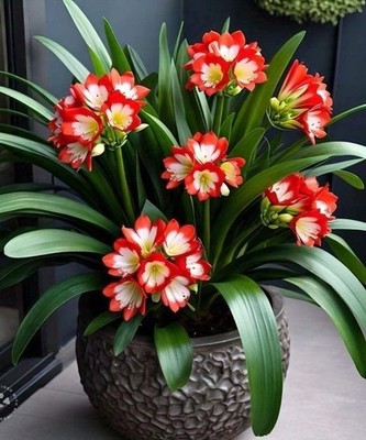 Clivia Flower Bulbs for Home and Kitchen Gardening Pack of 2 Bulbs (RED SHADE)