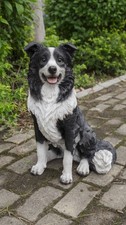 Dog-Sitting Border Collie Lifelike Garden Statue Garden Decor Home Decor