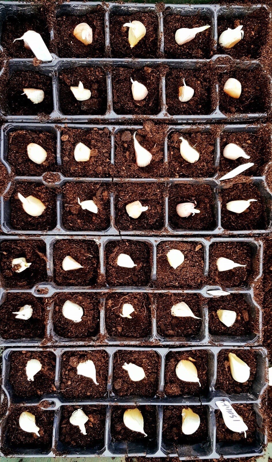 10 Large Garlic Cloves seeds Similar to Elephant Garlic Bulbs Clove