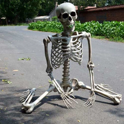 Squelette humain grandeur nature suspendu/assis comme accessoire pour Halloween - Photo 1/4