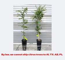 Australian Finger Lime Semi-Dwarf Tree 24"H Citrus Garden Tree Citrus Caviar