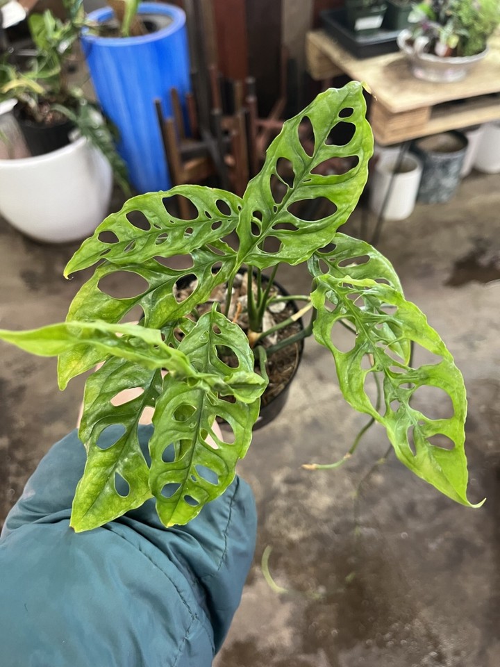 monstera obliqua rare indoor plant UPshining Houseplant Shop