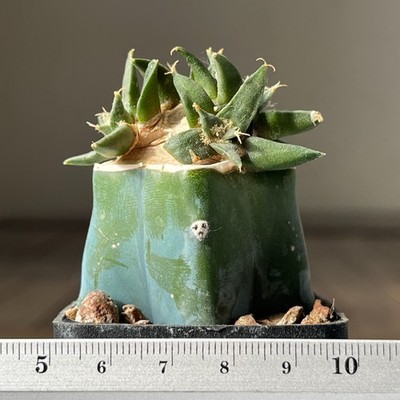 28-911 Cactus hybr, scaphar x trigonus, grafted