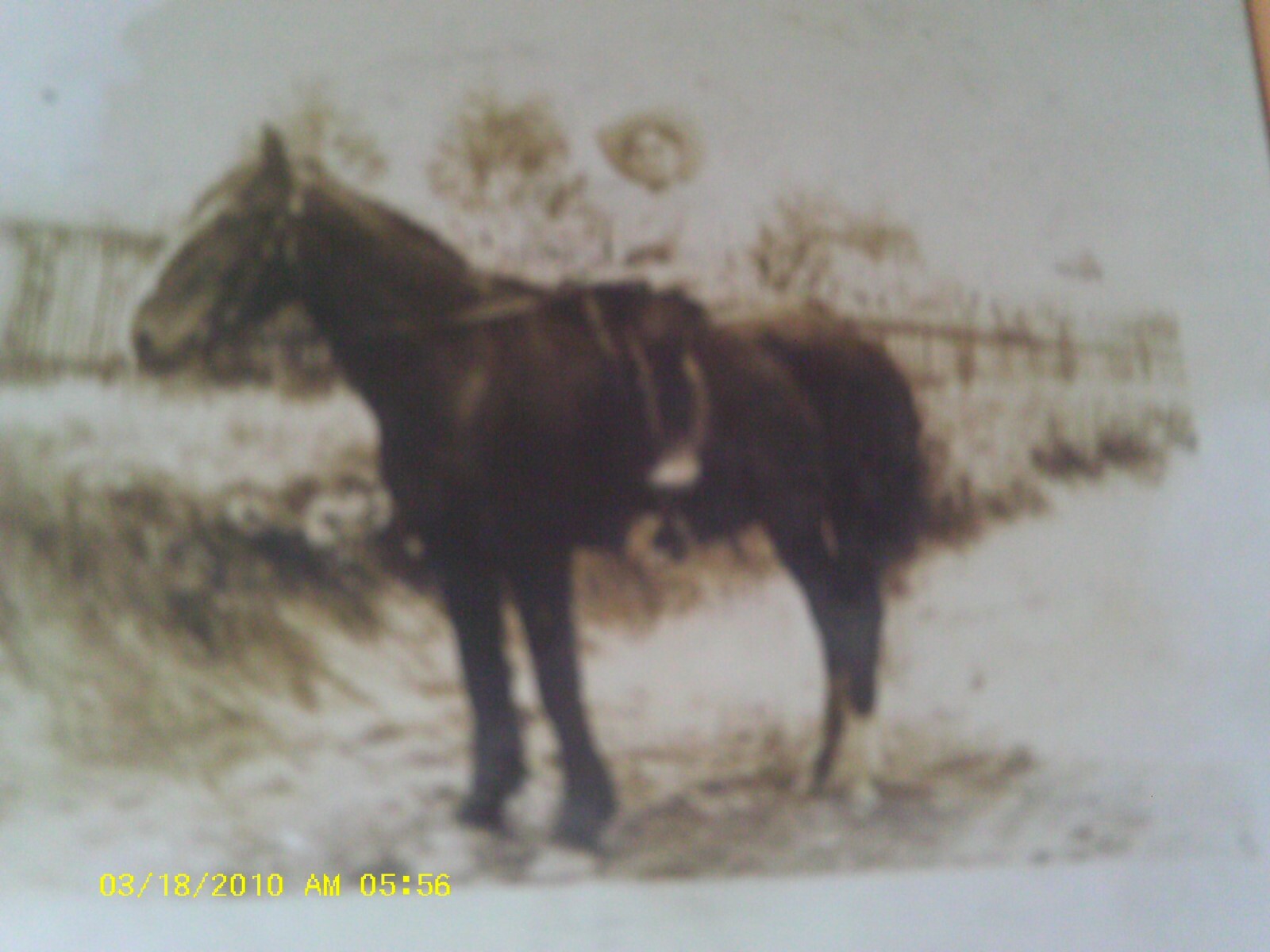 CARTOLINA SCARCE 1911 RPPC RAGAZZO CAPPELLO COWBOY EQUITAZIONE PONY O CAVALLO LORAIN OHIO