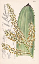 Wittmackia Lingulata West Indies Botany Flower Lithograph Curtis 8056