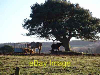 Photo 6x4 Sharing a feed Colpitts Grange At Comb Hills near Slaley. c2009