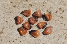 TOLOACHE - DATURA INOXIA, 10 SEMI SELEZIONATI