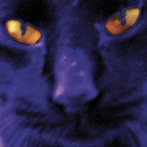 David Kilgour and The Heavy Eights Bobbie's a Girl (Vinyl LP)