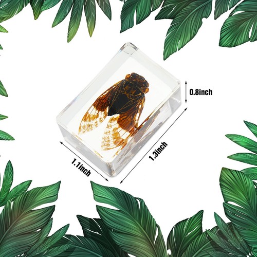 12 Pcs Insect in Resin Specimen Bugs Collection Arachnid Resin Paperweights D... - Picture 5 of 7
