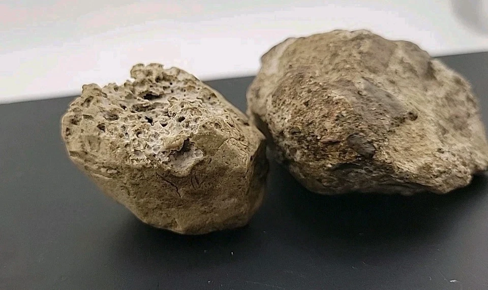 Complete Turtle Shell And Skull Fossil Cretaceous Period Baby Alligator Snapper  - Image 3 of 4