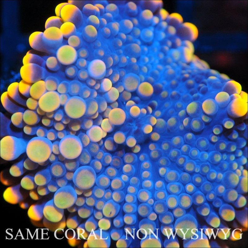 Corals of Eden ~ NON WYSIWYG Live Coral Frag ~ CB King Kong Bounce Mushroom .5''
