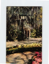 Postcard Hydrangea and Spanish Moss, Florida
