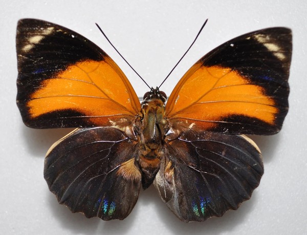 Mariposa:Agrias Pericles Mauensis, Male.Form obscurior.Maues, Amazonas,Brasil