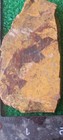 Rough Slab Red N Yellow Jasper 96g. 5/16" Thick Lapidary Cabbing #c-2 — photo 6