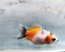 Calico Shogun Oranda Goldfish WYSIWYG 3
