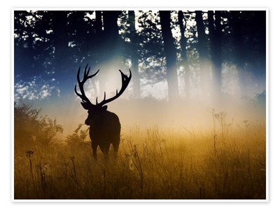 Poster Rothirsch im subtilen Licht - Alex Saberi