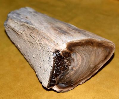 Rare Polished Petrified Wood Tree Limb 12Lbs 13 Oz Specimen Virgin Valley Nevada