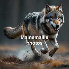 Majestic and Powerful Wolf Digital Printable Wall Art