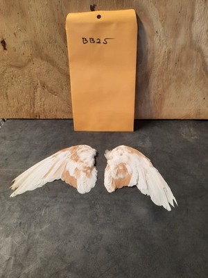 Pair Pigeon Wing Feathers Fly Tying Crafts Taxidermy Natural Causes BB25