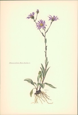 1956 - Druck: Kalk- Alster - Aster Amellus Offsetdruck nach einer Lithographie v