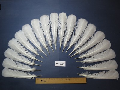 18 Stück weiße Truthahnschwanzfedern, Fliegenbindematerial (Faser 40-55 mm) (W-443)