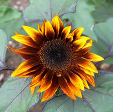 100 EARTHWALKER SUNFLOWER SEEDS - HEIRLOOM - COLORFUL --------- RARE