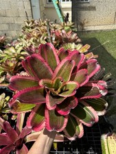 Bromeliad Neoregelia  Red Glaze  