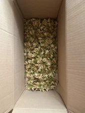 trident maple seeds 3 ounces