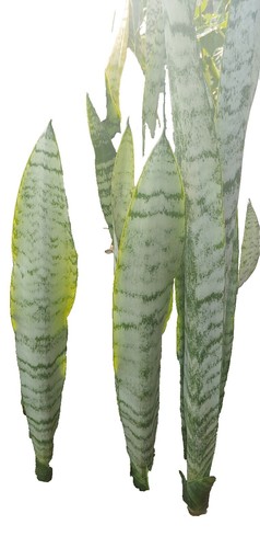 Sansevieria Marsha Anjani Rare Uniqe Snake Plant | eBay