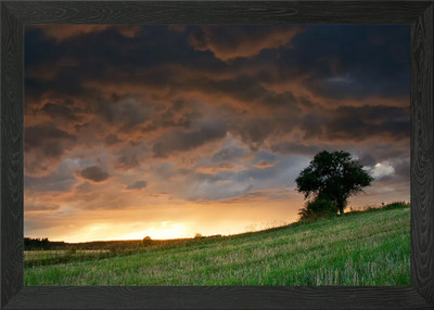 Wet Sky Rain Tree View Dus Framed Wall Art Poster Canvas Print Picture