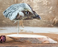 chicken head Mount display Taxidermy chick bird curiosities oddities witch dark