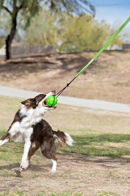 Jolly Pets Tree Tugger Interactive Dog Toy For Solo Playtime Green Bungee Ball