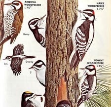 Woodpeckers Birds 5 Different Types 1966 Audubon Antique Art Print ADBN1o