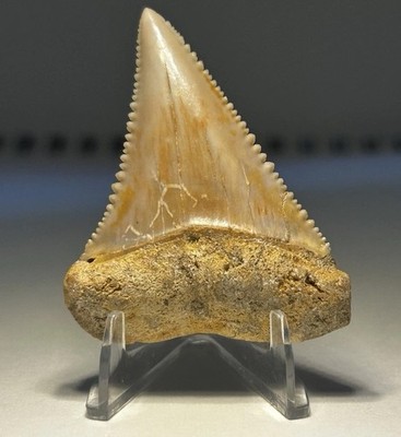 Nearly 2 inch Chilean Great White Shark Tooth Rare With Defined Serrations