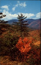 Autumn Scene Buck Creek Gap Blue Ridge Parkway Mount Mitchell postcard o144