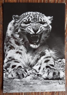 Tschechoslowakische Postkarte - SCHNEELEOPARD von Erich Tylinek - Praha Zoo