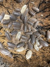 100 Giant Canyon Isopods   Porcellio Dilitatus   Bioactive   Reptile Food