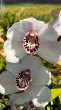 Cymbidium Platinum Blond x Kulnura Star Upright 1 1/2 Gallon Pot