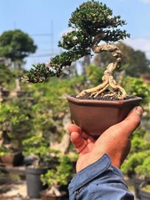 Actual Plant Serissa Foetida Micro Living Tre...