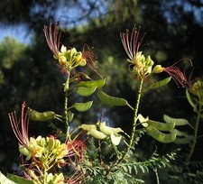 Samen vom PARADIES-VOGEL - eine wunderschöne Zimmerpflanze, Terrasse, Balkon