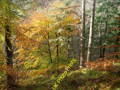 Photo 6x4 Beside the esker path in Evanton Community Wood Evanton/Baile- c2015