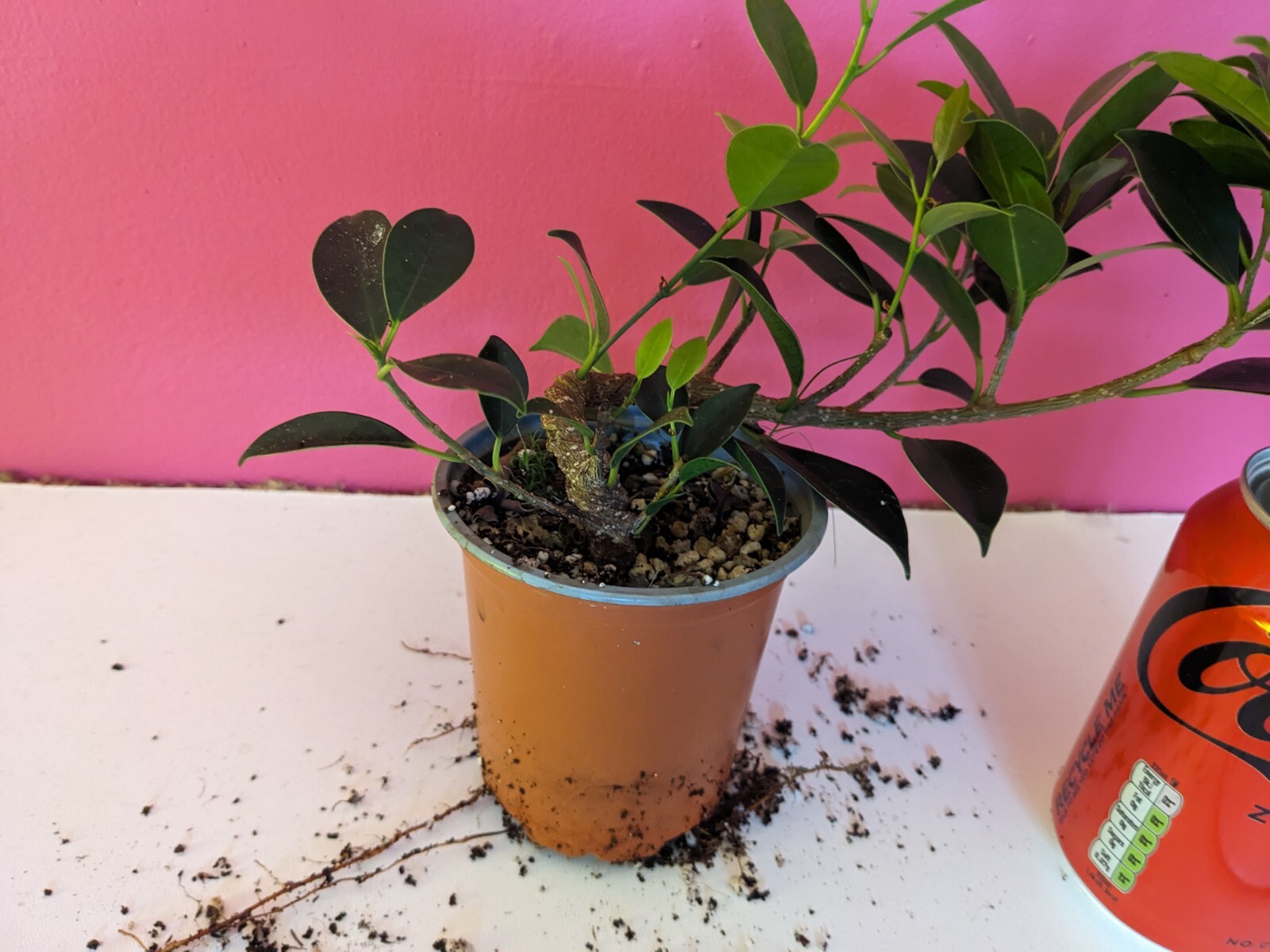 Ficus Microcarpa Young Plants PreBonsai eBay
