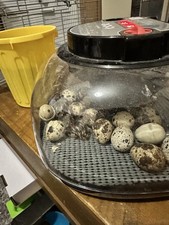 Quail eggs 12 pack