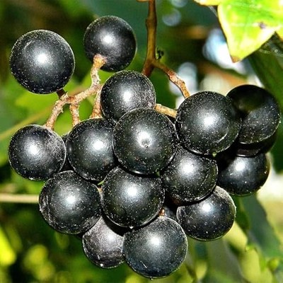 100+ PCS Heirloom Purple Concord Grape Vine Seeds for Lush