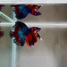 Koi Multicolor Metallic S73 Halfmoon - Male Betta