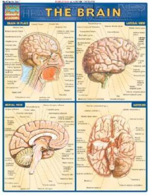 Brain (Quickstudy: Academic) - Pamphlet By BarCharts, Inc. - GOOD