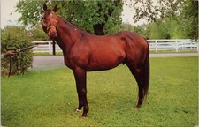 HORSE POSTCARD-"NASHUA" AT SPENDTHRIFT FARM, LEXINGTON, KENTUCKY 