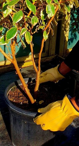 Leder Gartenhandschuhe Dornenfest Gartenarbeit Fahrer Sicherheitshandschuh Gelb - Bild 5 von 19