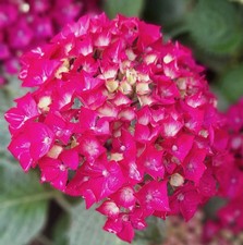 Hydrangea Macrophylla Pia - Garden Flowering Shrub