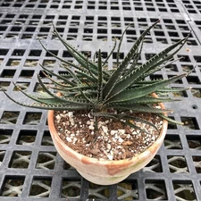 Aloe calcairophila-established offsets of a rare Madagascan miniature species